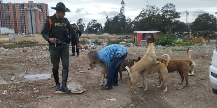 ¿Qué pasó con los perros que atacaron a joven en Bogotá y lo dejaron sin brazos?