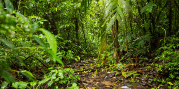 Antioquia Danta