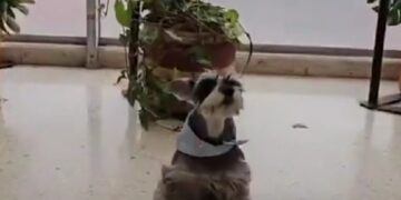 Video: Gaula de la Policía rescata a perrito que había sido raptado en Bogotá para estafar a su familia