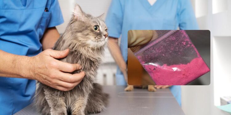 Detectan peligrosa sustancia para animales en tusi decomisado en Bogotá
