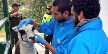 Freno a la explotación de llamas en Bogotá