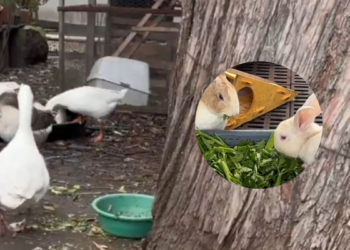 Refugio animal