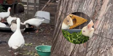 Refugio animal