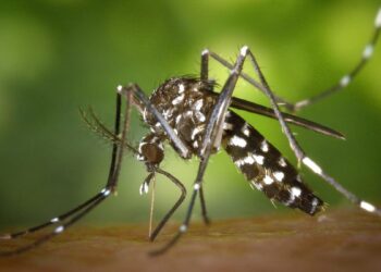 Atlántico activa plan de vacunación infantil contra el dengue ante aumento de casos en 2026