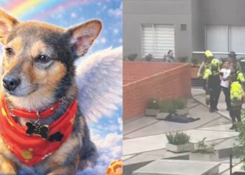 En la tarde del 19 de marzo, el asesinato de un perro en Bogotá tras presuntamente lanzarlo de un apartamento de altura generó conmoción en el país. El dueño de la mascota apunta a su compañero de apartamento como responsable.